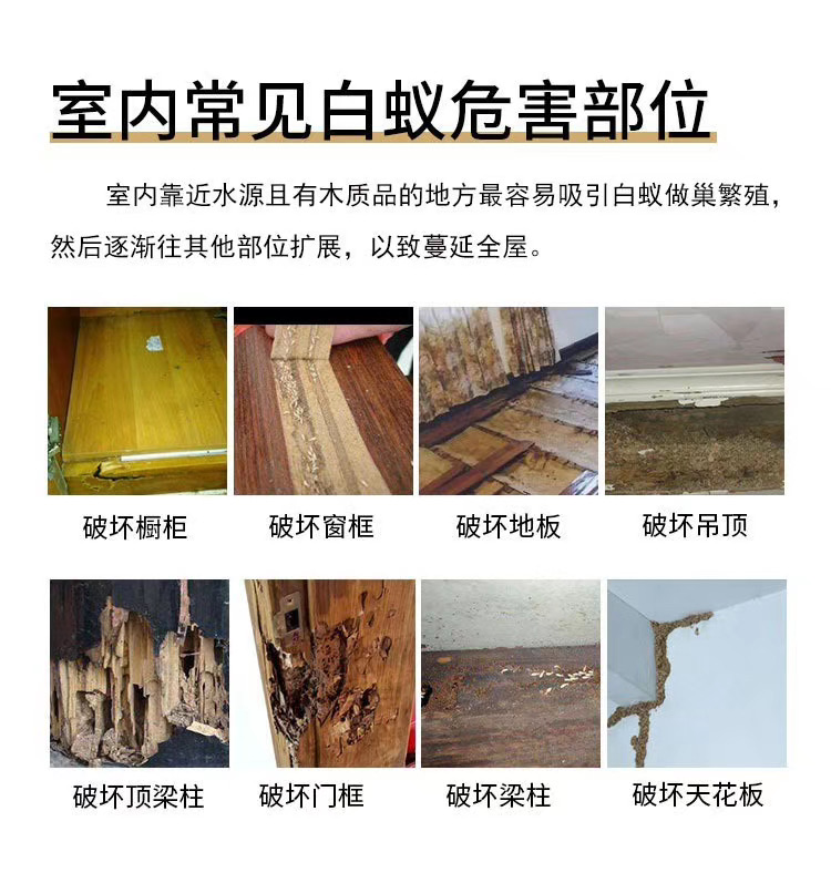 珠海防（fáng）蟑螂～珠海防臭蟲公司～珠海酒店滅殺蟑（zhāng）螂～珠海除（chú）四害(圖1)