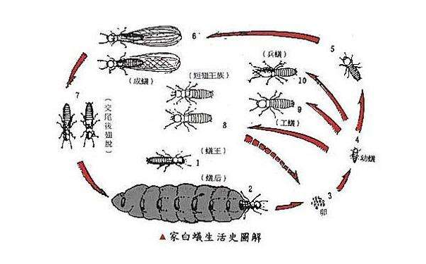 公園花草樹木白蟻（yǐ）危害的特征？珠（zhū）海家裏有白蟻怎麽處理 橫琴（qín）家裏有白蟻怎麽消滅-珠海菠萝菠萝蜜网站清潔滅蟲技術有限（xiàn）公司(圖1)