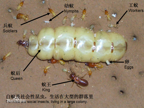 白蟻群體 白蟻群體(tǐ)