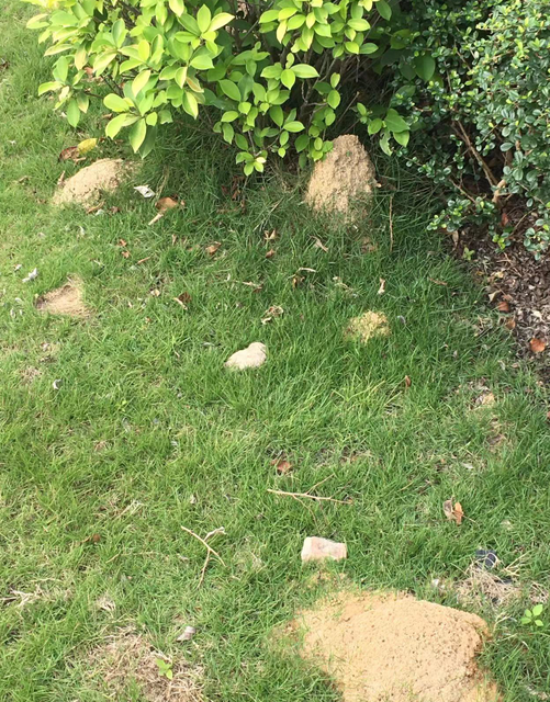 消殺紅火蟻現場