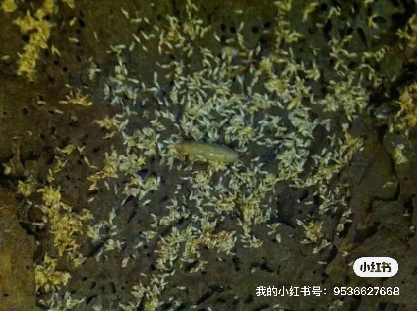 白蟻王.jpg 白蟻(yǐ)王.jpg