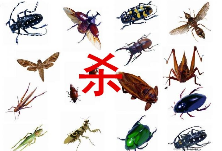 殺蟲公司為您介紹各種殺蟲方法-珠海菠萝菠萝蜜网站清潔滅蟲(chóng)技術有限公司 殺蟲公司為您介紹各種殺蟲方(fāng)法-珠海菠萝菠萝蜜网站清潔滅(miè)蟲技術有限公司(sī)