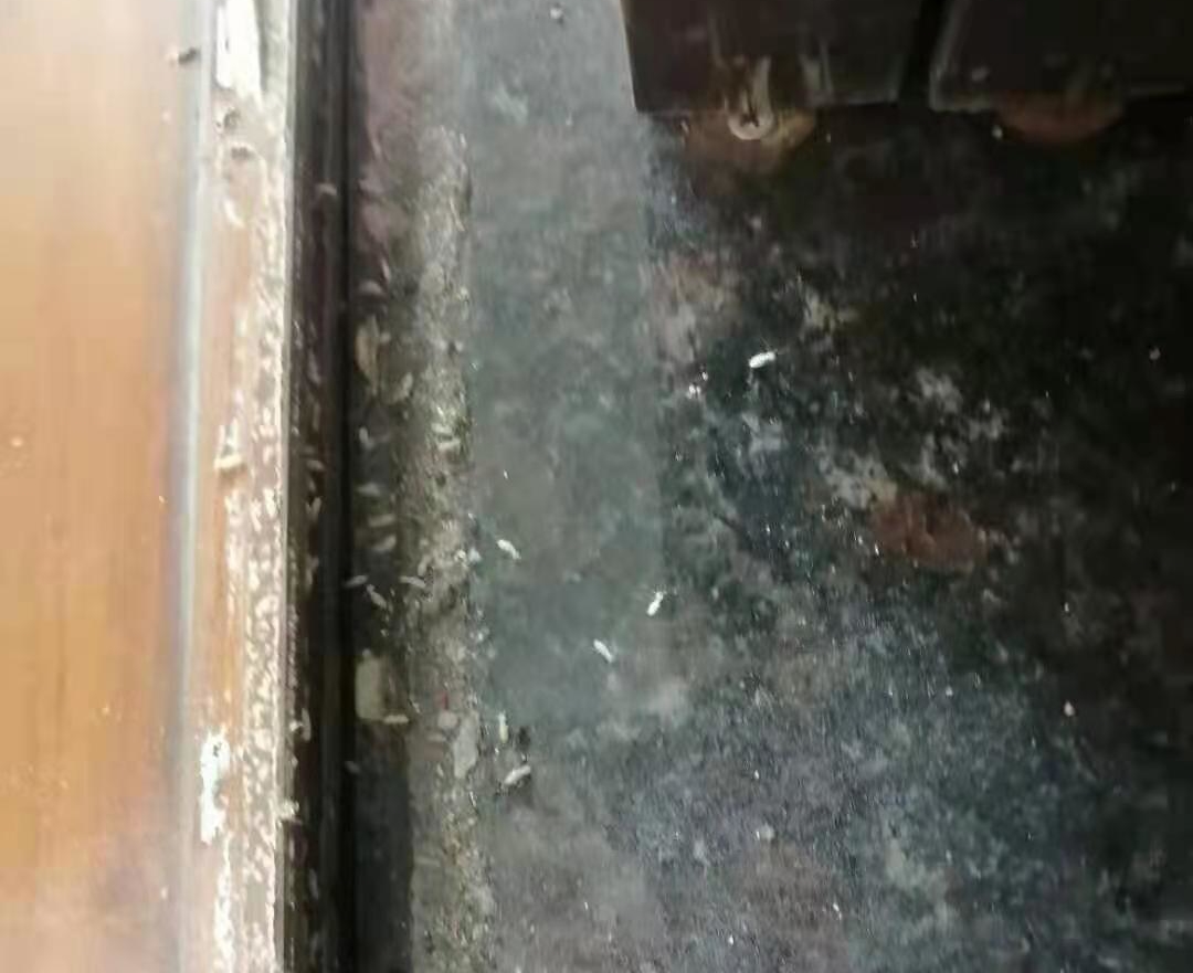 珠海白蟻防(fáng)治 珠海白蟻防治