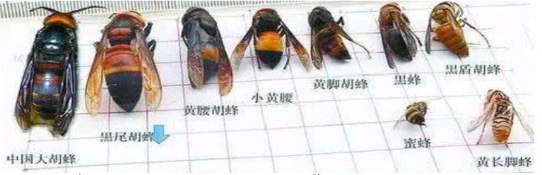 珠海馬蜂防治公司 珠海馬蜂防治(zhì)公司