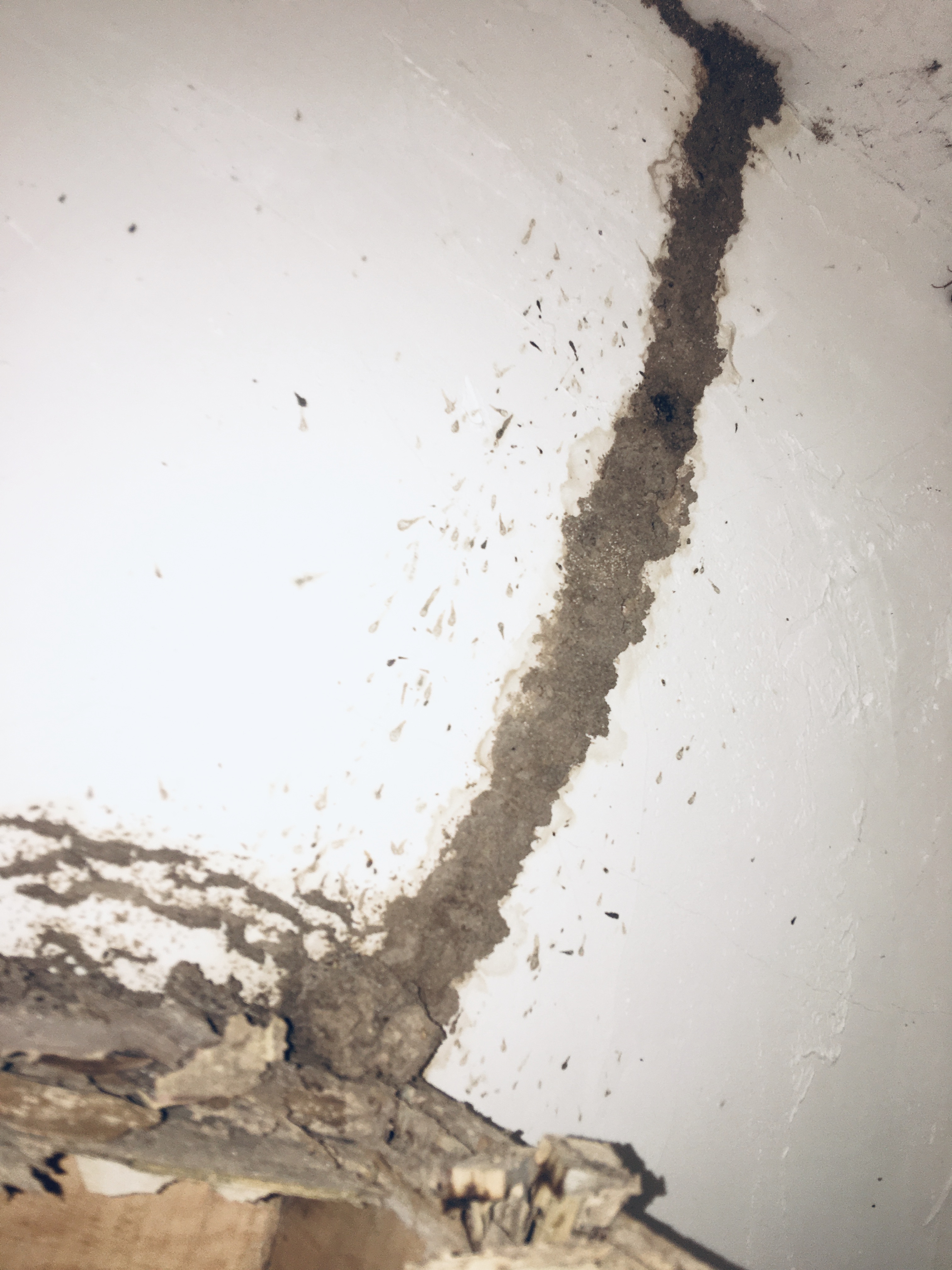 珠海白蟻防治(zhì)公司與分享你知道究竟白蟻有多恐怖嗎? 珠海(hǎi)白(bái)蟻防治公司與分享你知道究竟白蟻有(yǒu)多恐怖嗎?