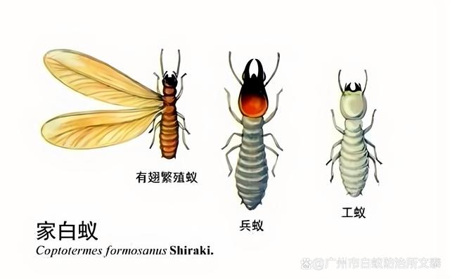 白蟻的種類 白蟻的種類