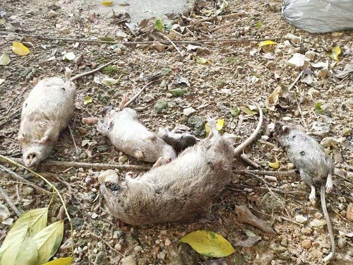 深圳布(bù)吉學校殺蟲滅鼠_歡迎來電