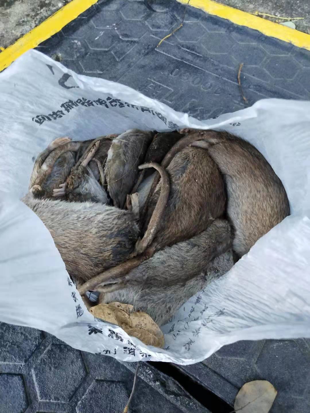 深圳布吉學校殺蟲(chóng)滅鼠_歡迎來電