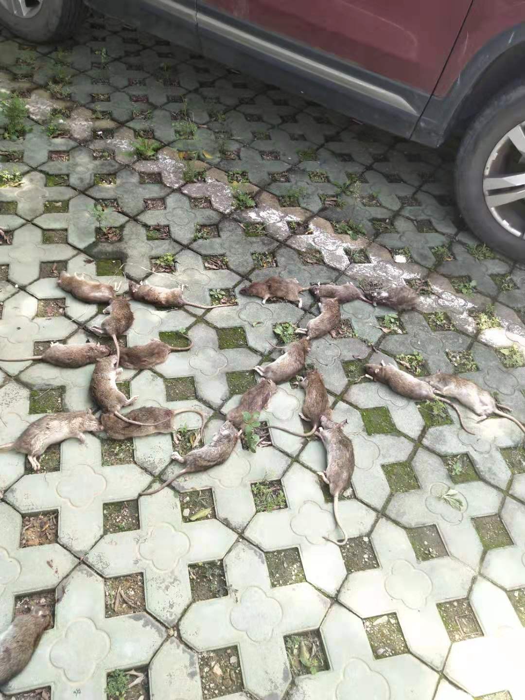 深圳布吉學校殺蟲滅鼠_歡迎(yíng)來電