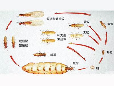 中山南朗白蟻消（xiāo）殺公司