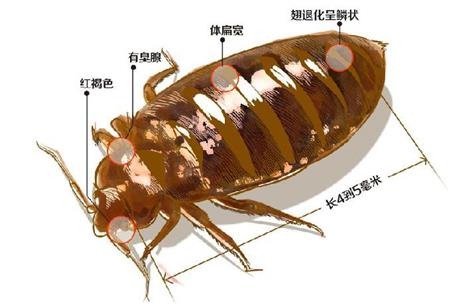 專業殺蟲