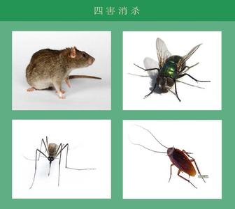香洲殺蟲防疫