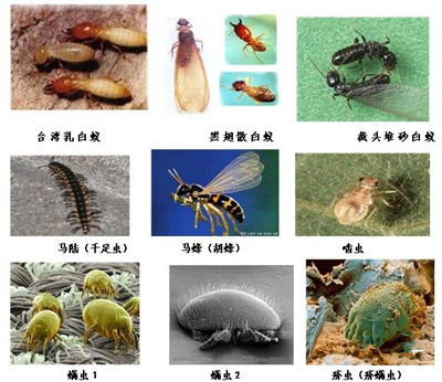 三灶酒（jiǔ）樓滅蟑螂防治所