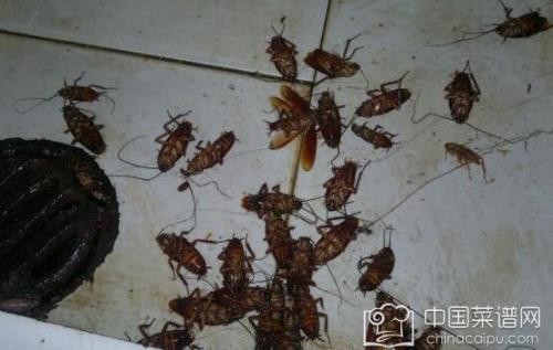 深圳南山區如何快速消滅蟑螂-效率快
