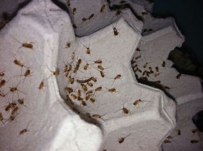 深圳南山區(qū)如何(hé)快速消滅蟑螂-效率快
