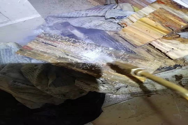 深圳布吉白蟻防治單(dān)位熱線