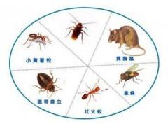 三灶除老鼠妙（miào）招（zhāo）