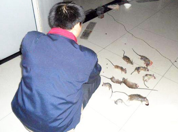 珠海(hǎi)白(bái)蟻防治 殺蟲滅鼠 專業滅蟑螂--珠海菠萝菠萝蜜网站清潔滅蟲技術有限公司(圖7) 抓老鼠