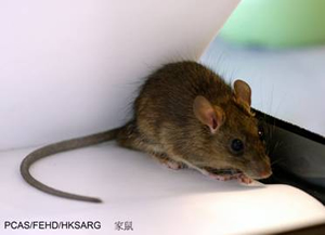 珠海白蟻防治 殺(shā)蟲滅鼠 專業滅蟑螂--珠海菠萝菠萝蜜网站清潔(jié)滅蟲技術有限公司(圖(tú)8) 滅鼠