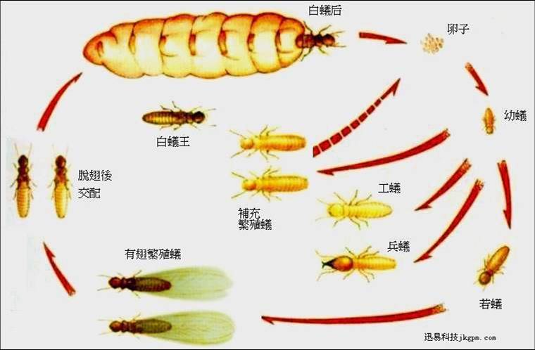佛山白蟻防治公司電(diàn)話