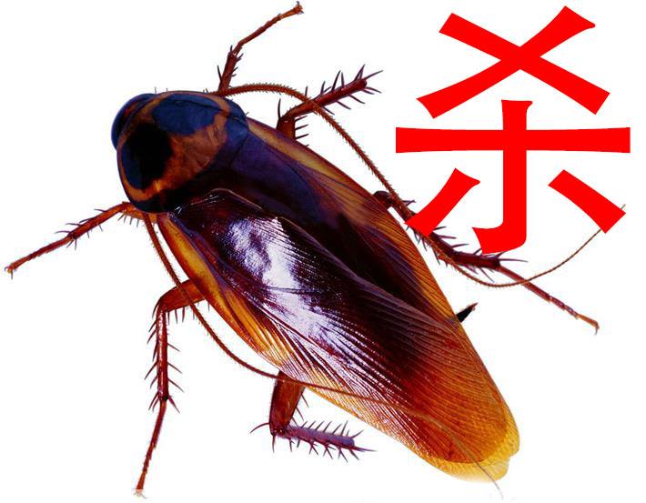 珠海滅蟑螂 珠海滅蟑螂