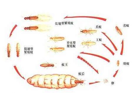 1577422238103187.jpg 白蟻繁殖.jpg