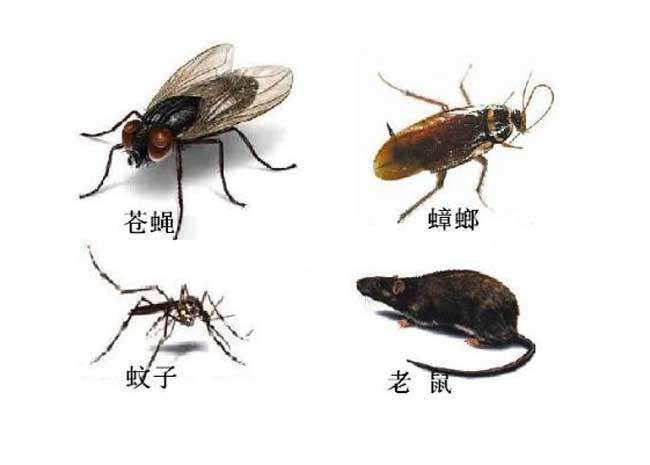 香洲滅蟑螂哪裏有,高新(xīn)區滅蟑螂 香洲滅蟑(zhāng)螂哪裏有,高新區滅蟑螂