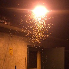 深圳市龍華餐廳滅(miè)蟑螂防治公司《深圳消衛》 深圳市龍華餐廳滅蟑螂防(fáng)治公司《深圳消(xiāo)衛》