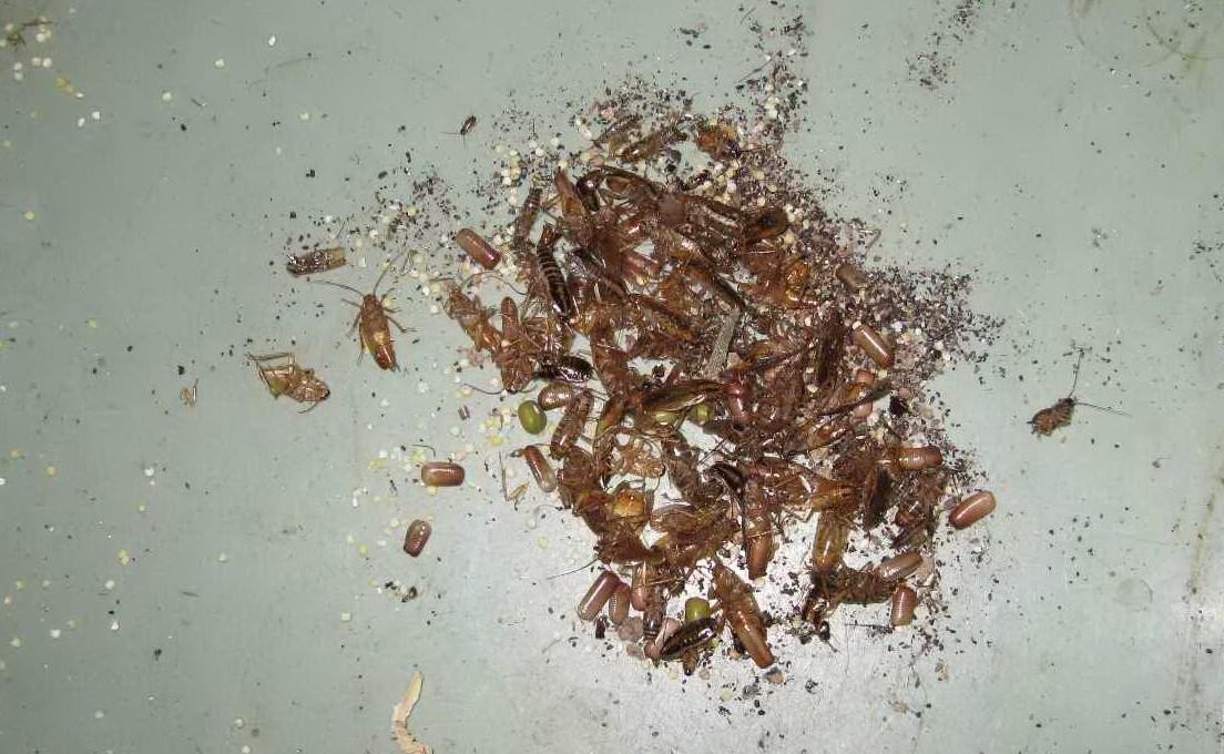 酒店殺蟲怎麽滅 酒店殺(shā)蟲怎(zěn)麽滅