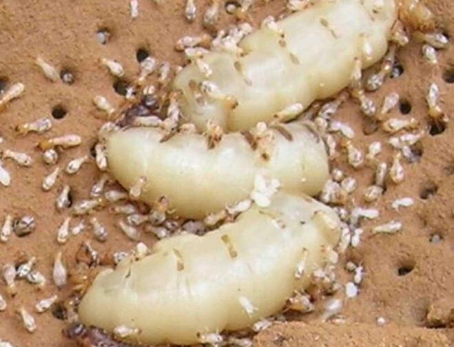 文(wén)章配圖 重慶白蟻滅治公司