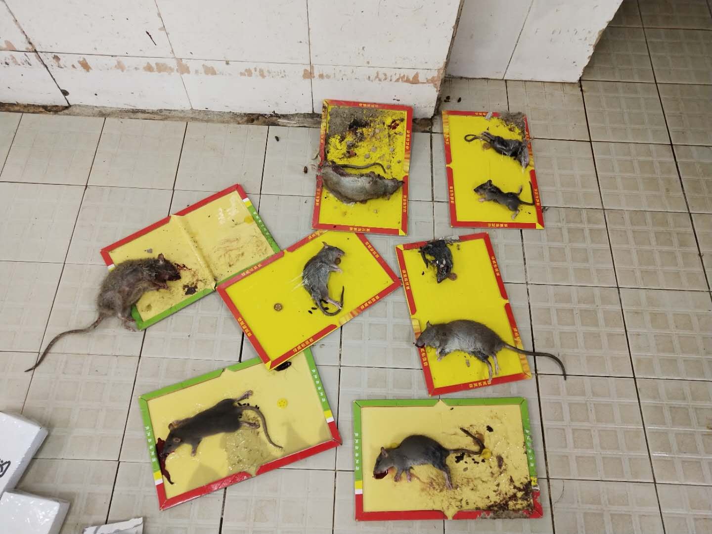 深圳筍崗哪裏工廠四害(hài)消(xiāo)殺這(zhè)家值得信賴