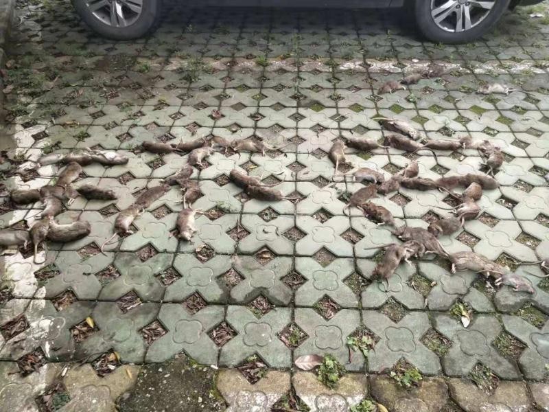 深圳筍崗(gǎng)哪裏工廠四害(hài)消殺這家值得信賴