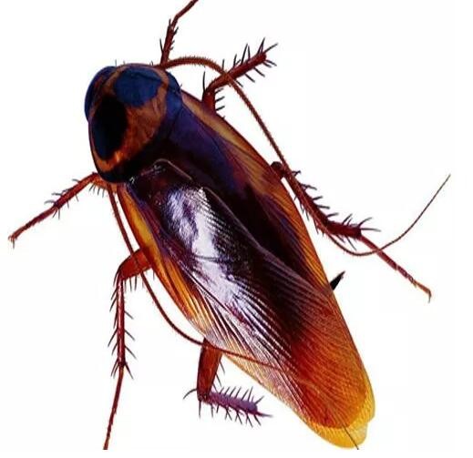 深圳(zhèn)筍崗哪裏工廠四害(hài)消(xiāo)殺這家值得信賴