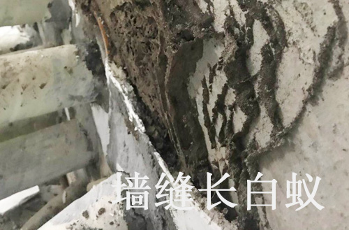 東莞白蟻防治