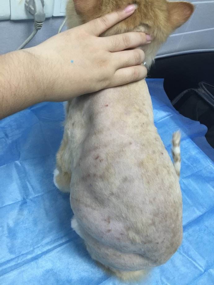 夏灣工廠殺臭蟲多少錢【專業滅臭蟲機構】 夏灣(wān)工廠殺臭蟲多少錢【專業滅臭蟲機構】