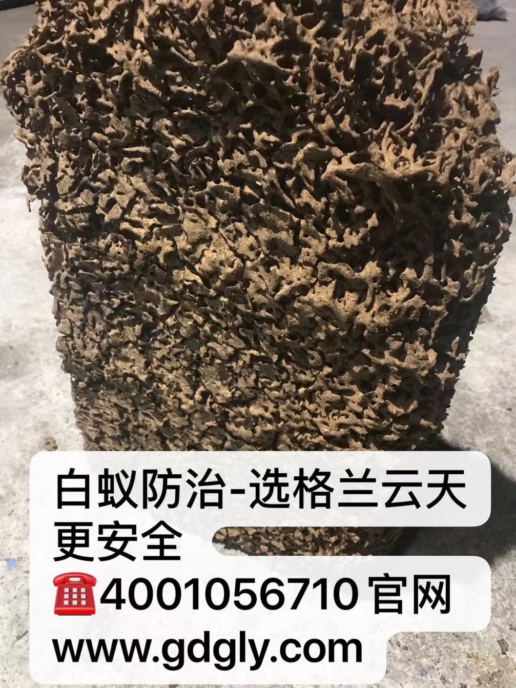 珠海別（bié）墅白蟻防治 珠海別墅（shù）白蟻預防 珠海白蟻防治方法-珠海（hǎi）菠萝菠萝蜜网站滅蟲技術有限公司   (圖2)
