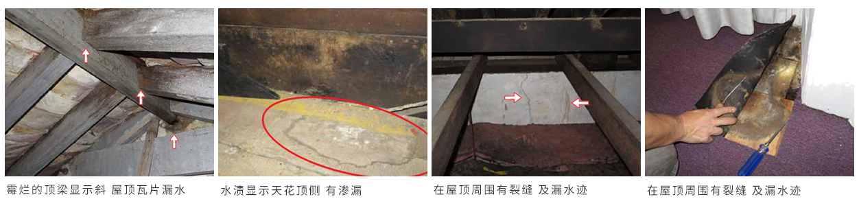 珠海別墅白蟻（yǐ）防治 珠海別墅白蟻預防 珠海白蟻（yǐ）防治方法-珠海菠萝菠萝蜜网站滅蟲技術有（yǒu）限公司   (圖6)