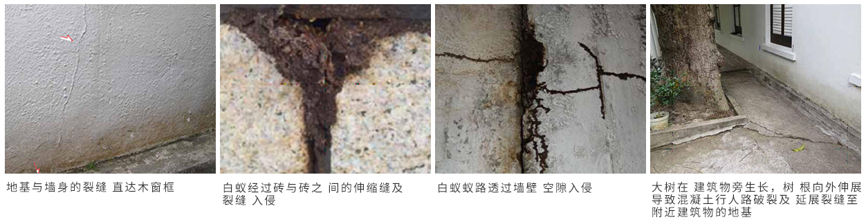 珠海（hǎi）別墅白蟻防治 珠海（hǎi）別墅白蟻預防 珠（zhū）海白蟻（yǐ）防治方法-珠海格（gé）蘭雲天滅蟲技術有限公司   (圖7)
