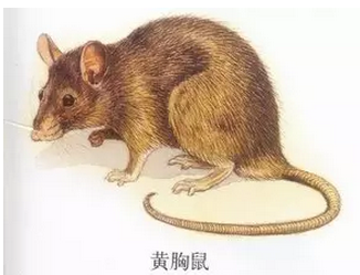 黃胸鼠