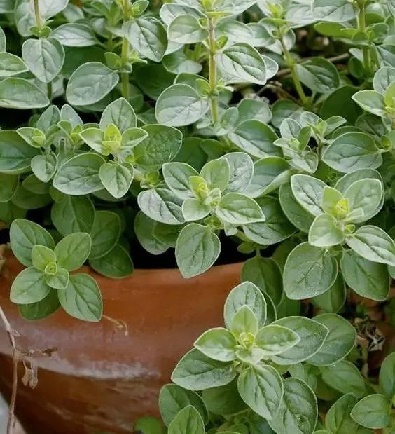那些驅蚊殺蟲(chóng)的花草