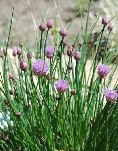那些驅蚊殺蟲(chóng)的花草