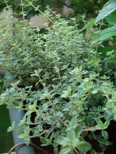 那些(xiē)驅蚊殺蟲的花(huā)草