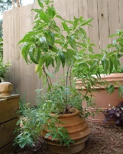 那些驅蚊殺蟲的花草