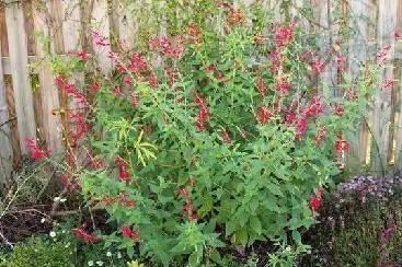 那些驅蚊殺蟲的(de)花草