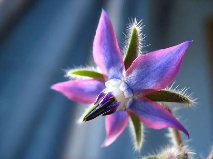那些驅蚊殺蟲(chóng)的花草