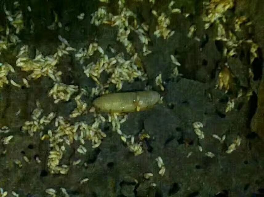 1583736972641345.jpg 微信圖片_20191213223816.jpg