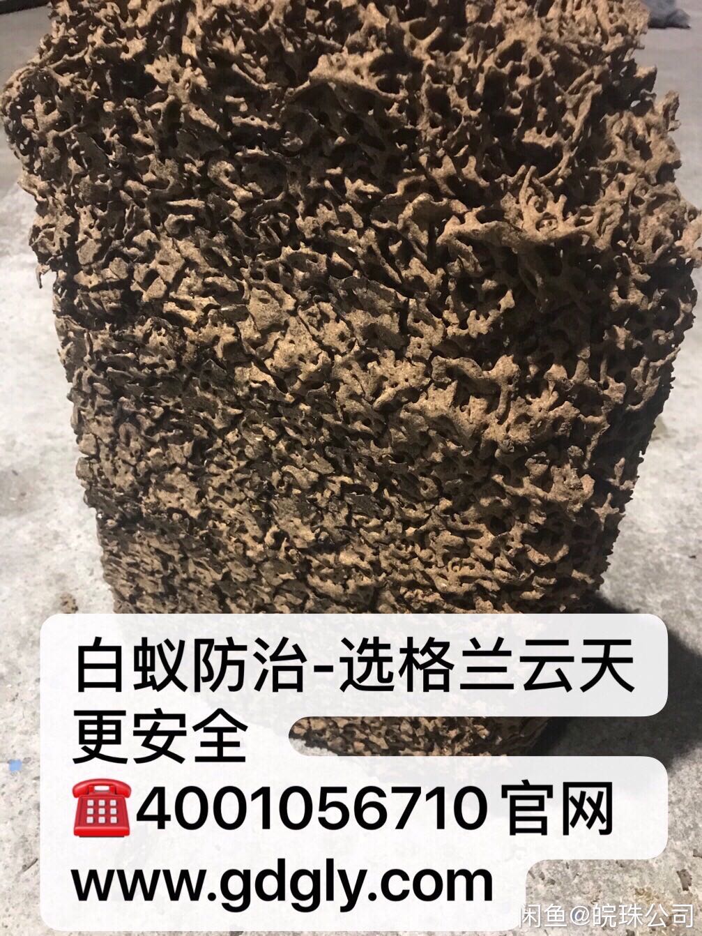 1581842428129396.jpg 微信圖片_白蟻.jpg