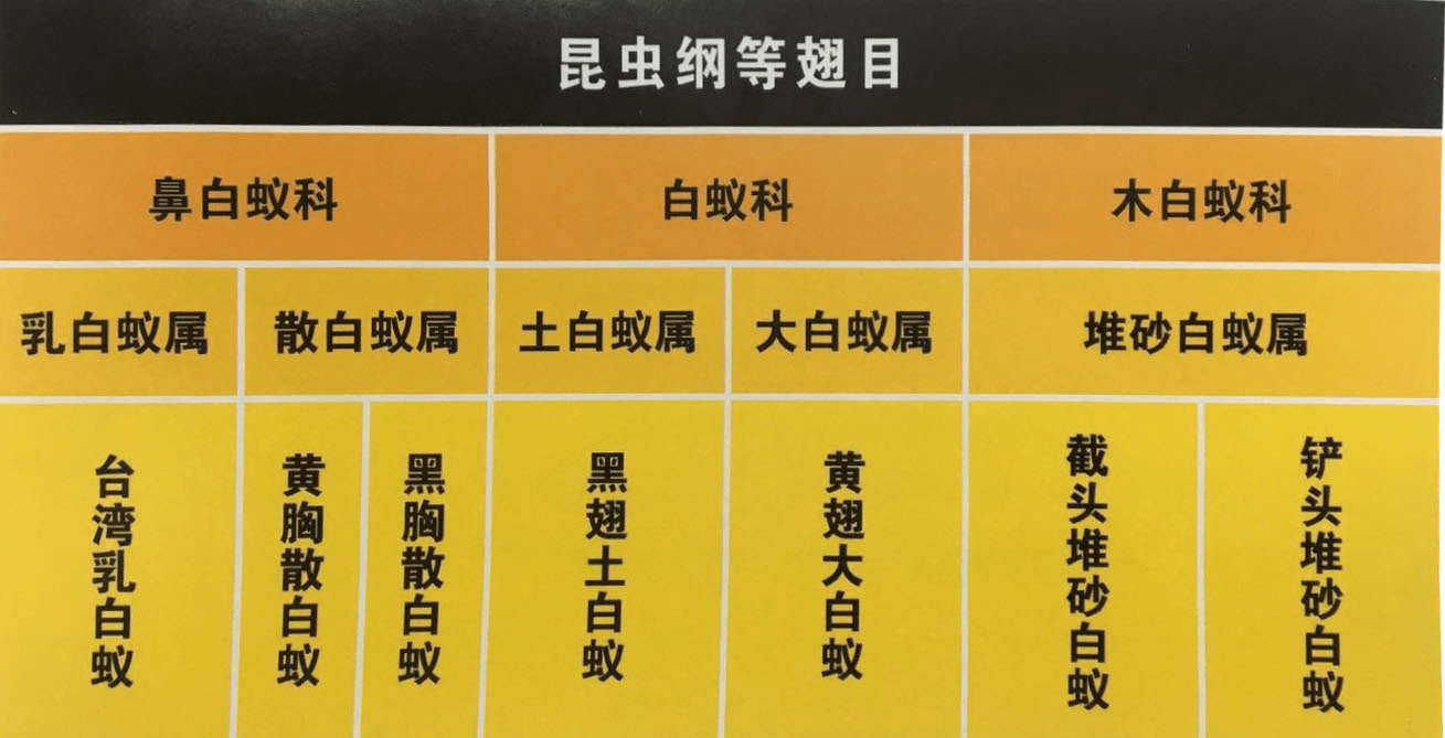 白蟻（yǐ）