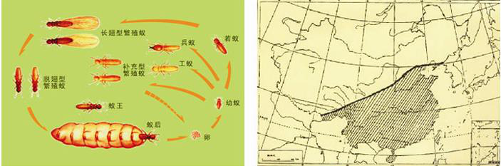 白蟻（yǐ）