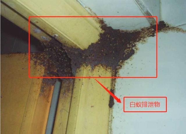 白蟻防治中心分享珠海消滅白(bái)蟻簡單有效方法!(圖3) 白蟻防治中心分享珠海消滅白蟻簡單有效(xiào)方法!(圖3)